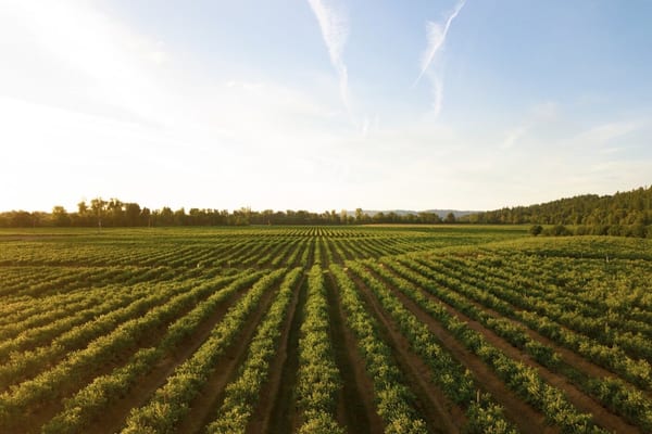 agricultura tecnologica
