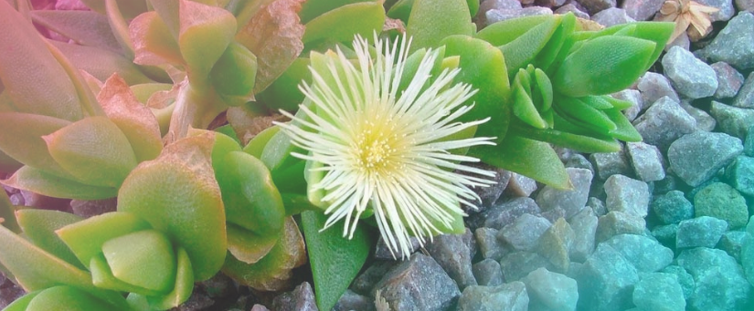 Sceletium tortuosum