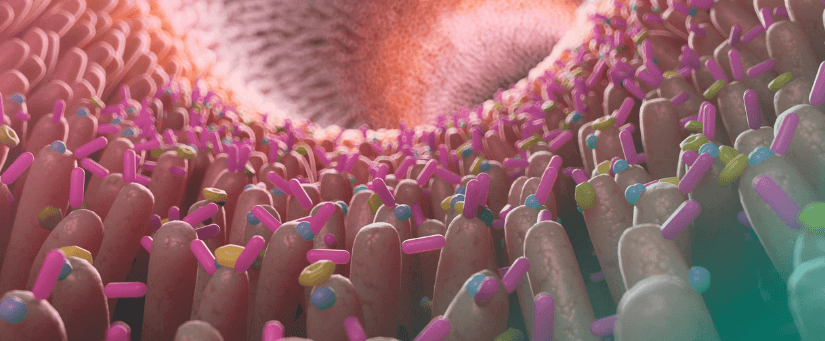 Microbiota intestinal e imunidade